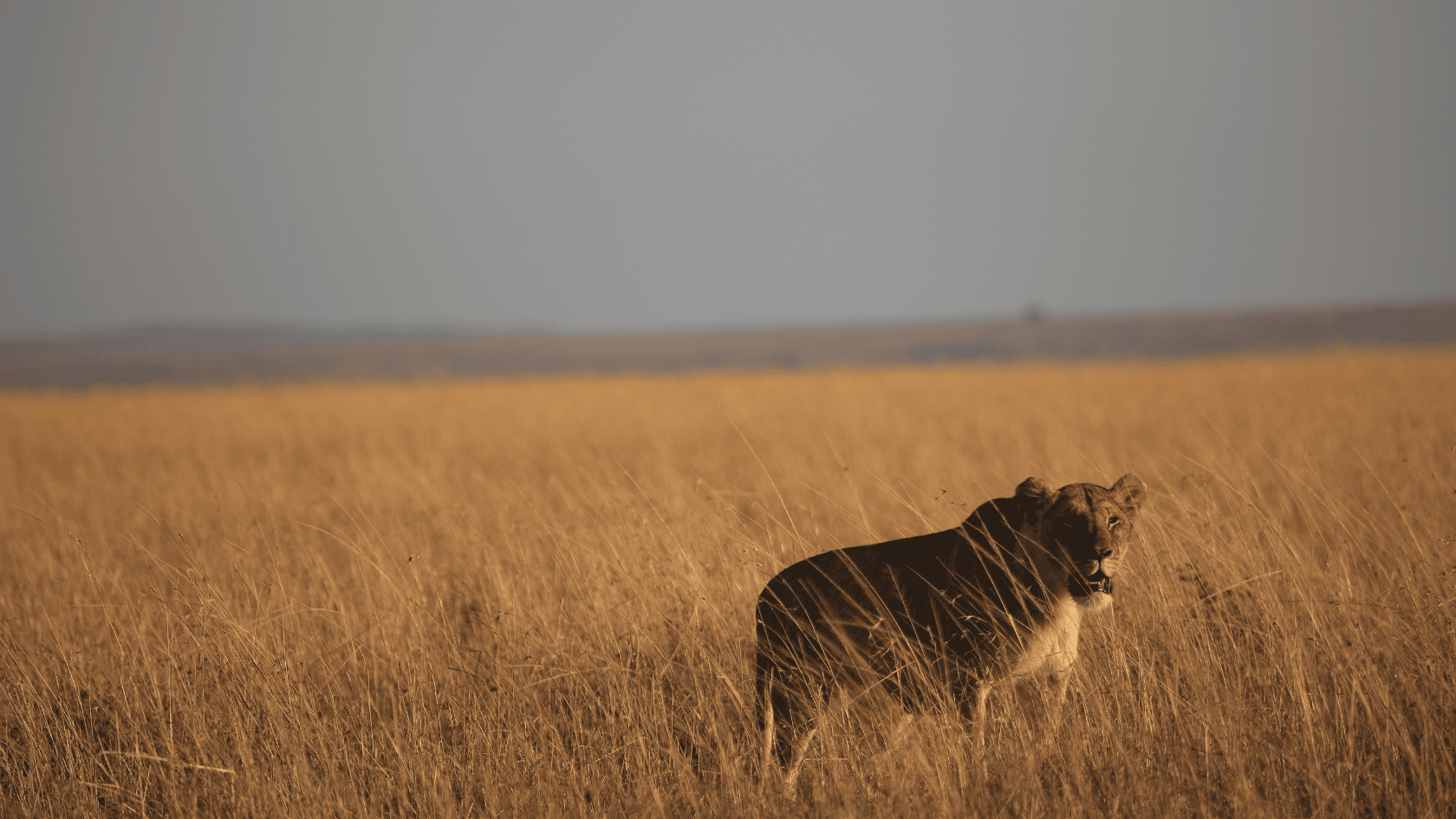3-Day Masai Mara Explorer – A Captivating Safari Adventure